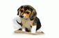 Cani da Caccia