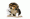 Cani da Caccia