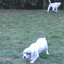 Setter Inglesi delpiras