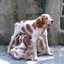 Cucciolata Lula