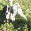 filippo
