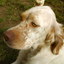I miei cani