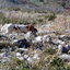 i miei setter da coturni e beccacce