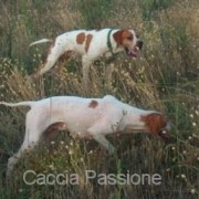 Cane da caccia: addestramento allo sparo Cane da caccia: addestramento allo sparo