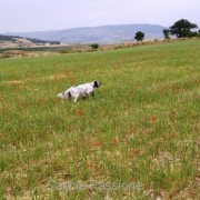 PROVE DI CACCIA SU SELVAGGINA NATURALE PER RAZZE DA FERMA a Crotone il 17/18 dicembre 2011 PROVE DI CACCIA SU SELVAGGINA NATURALE PER RAZZE DA FERMA a Crotone il 17/18 dicembre 2011