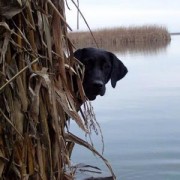 Cane da Caccia da riporto ha bisogno di una corretta alimentazione per poter affrontare al meglio l'azione di caccia
