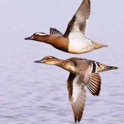 Coppia di marzaiole in volo durante migrazione