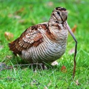 Caccia alla Beccaccia in Croazia Caccia alla Beccaccia in Croazia.. Da Bergamo a Spalato alla cerca della Regina…