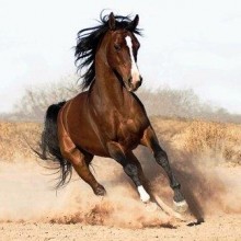 Cavalli e Cacciatori, uniti dalla voglia di Natura e Liberta