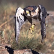 A Caccia con il Falco in Andalusia