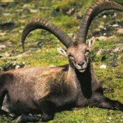 Caccia di Selezione allo Stambecco sulle Alpi