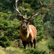 cervo caccia ungulati in Mongolia
