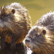Nutrie - Myocastor Coypus