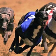 Game Fair 2012: Il grande ritorno dei levrieri!