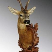 trofeo capriolo