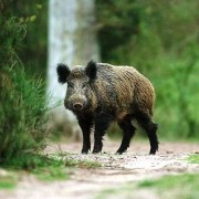 La posta al cinghiale La posta al cinghiale, una scelta difficile per Capocaccia ambiziosi