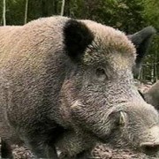 Cinghiale - Sus Scrofa