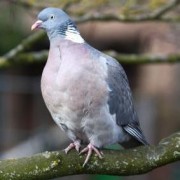 Progetto Colombaccio: gestire correttamente i colombacci di passo