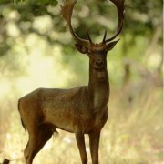 Caccia a Daini, Cervi e Cinghiali in Toscana