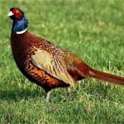 Fagiano - Phasianus colchicus