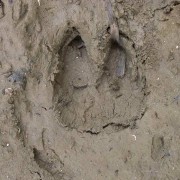 Caccia e cacciatori: Seguire le tracce