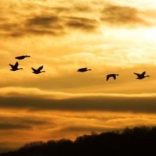 I segreti della selvaggina migratoria