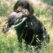 L’American Water Spaniel