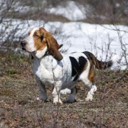 Cani da Traccia: Addestriamoli insieme..