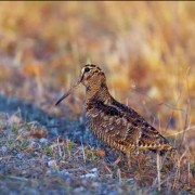 Caccia alla Beccaccia: “Kurzhaar e Drahthaar a confronto nel bosco”..