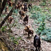 Cani da Cinghiale: La scelta della Muta da Seguita al Cinghiale