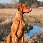 Miodesopsie, Disturbi visivi del Cane da Caccia e del Cacciatore..