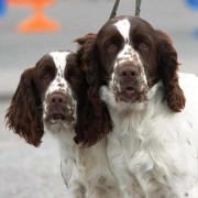 Cani - Caccia - Springer Spaniel - Esposizione