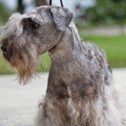 Terrier Boemo: un’opera di “ingegneria genetica”..