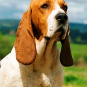 Veterinaria: Il tumore mammario, cura e prevenzione del tumore mammario canino