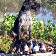 Cani da caccia: caratteristiche comportamentali ed aggressività predatoria