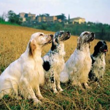 Caccia con il Setter Inglese, instancabile compagno venatorio