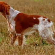 Espagneul Breton in ferma - cane caccia