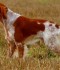 L’Epagneul Breton e lo Spinone italiano messi a confronto con le razze inglesi