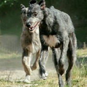 Irish Wolfhound Caccia grossa con l’Irish Wolfhound