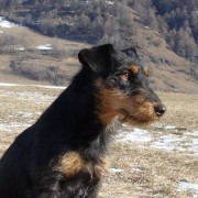 Jagdterrier: forte, coraggioso ed abile cane da tana