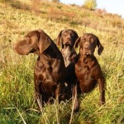 Kurzhaar “Mon Amour..” Cane beccacciaio per eccellenza