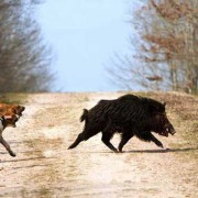 Cani - Segugi - Cinghiale - seguita