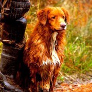 Caccia alle Anatre con il Nova Scotia Duck Tolling Retriever