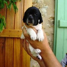 Cani da Caccia: l’importanza e il valore del gioco nel cucciolo di Pointer
