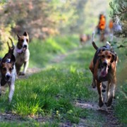 Segugi - Cani da Seguita
