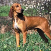 Segugi da Caccia: Italiano, Maremmano e l Istriano sul Cinghiale