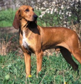 Prova nazionale cani su traccia e combinata alpina - Concei (TN) 7 e 8 maggio 2011