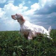 Setter Inglese Setter Inglese
