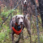 Cani da Caccia: Sordità Temporanea o Permanente del Cane da Caccia