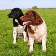 Wetterhoun o Spaniel Olandese: stoico e coraggioso su tutta la selvaggina